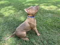 Blue, a male American Pit Bull Terrier for sale in Palmyra, TN – 2 of 6