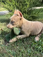 Green (Ivy), a female American Pit Bull Terrier for sale in Palmyra, TN – 3 of 9