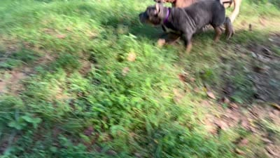 Yellow (YoYo), a female American Pit Bull Terrier for sale in Palmyra, TN – 8 of 8