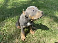 Yellow (YoYo), a female American Pit Bull Terrier for sale in Palmyra, TN – 6 of 8