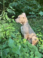 Red, a male American Pit Bull Terrier for sale in Palmyra, TN – 3 of 7