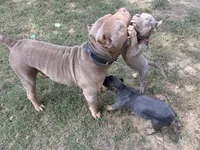 Red, a male American Pit Bull Terrier for sale in Palmyra, TN – 6 of 7