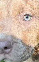 Red, a male American Pit Bull Terrier for sale in Palmyra, TN – 2 of 7