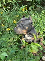 Yellow (YoYo), a female American Pit Bull Terrier for sale in Palmyra, TN – 2 of 8