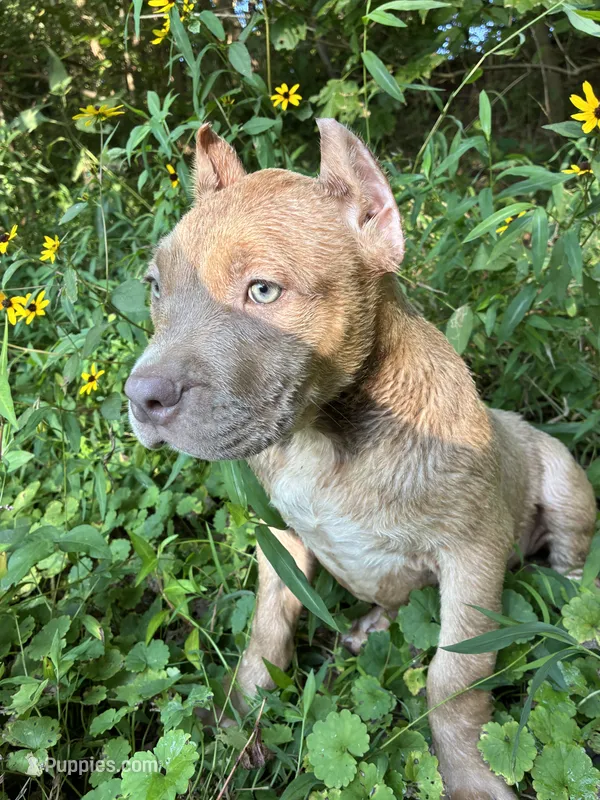 Red – American Pit Bull Terrier puppy for sale in Palmyra, TN