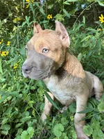 Red, a male American Pit Bull Terrier for sale in Palmyra, TN – 7 of 7