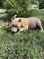 Green (Ivy), a female American Pit Bull Terrier for sale in Palmyra, TN – 8 of 9