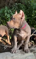 Red, a male American Pit Bull Terrier for sale in Palmyra, TN – 5 of 7
