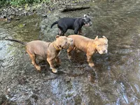 Blue, a male American Pit Bull Terrier for sale in Palmyra, TN – 5 of 6