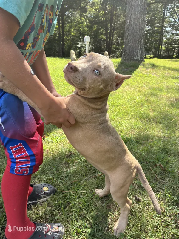 Green (Ivy) – American Pit Bull Terrier puppy for sale in Palmyra, TN
