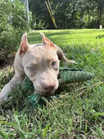 Green (Ivy), a female American Pit Bull Terrier for sale in Palmyra, TN – 9 of 9