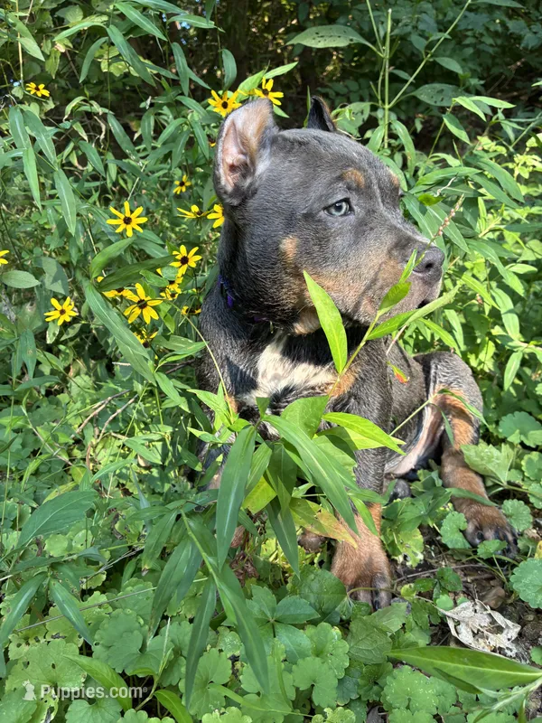 Yellow (YoYo) – American Pit Bull Terrier puppy for sale in Palmyra, TN