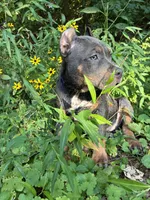 Yellow (YoYo), a female American Pit Bull Terrier for sale in Palmyra, TN – 1 of 8