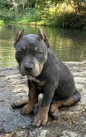 Yellow (YoYo), a female American Pit Bull Terrier for sale in Palmyra, TN – 5 of 8