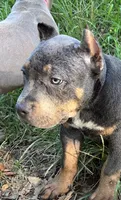 Yellow (YoYo), a female American Pit Bull Terrier for sale in Palmyra, TN – 7 of 8