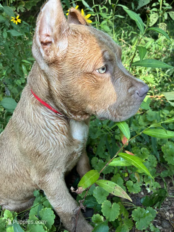 Red – American Pit Bull Terrier puppy for sale in Palmyra, TN