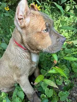 Red, a male American Pit Bull Terrier for sale in Palmyra, TN – 1 of 7