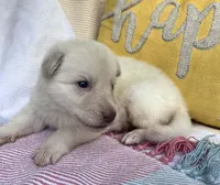 Patty, a female German Shepherd Dog for sale in Ringgold, GA – Photo 2 of 4