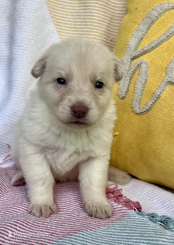 Patty – German Shepherd Dog puppy for sale in Ringgold, GA