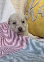 Patty, a female German Shepherd Dog for sale in Ringgold, GA – Photo 3 of 4