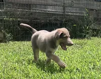 Tiramisu , a male German Shepherd Dog for sale in Ringgold, GA – 3 of 7