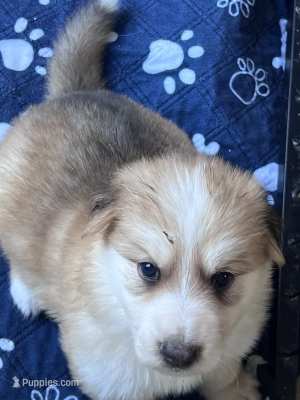 Aang – German Shepherd Dog puppy for sale in Ringgold, GA