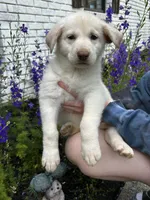 Patty, a female German Shepherd Dog for sale in Ringgold, GA – 2 of 6