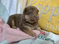 Mango, a female German Shepherd Dog for sale in Ringgold, GA – Photo 1 of 2