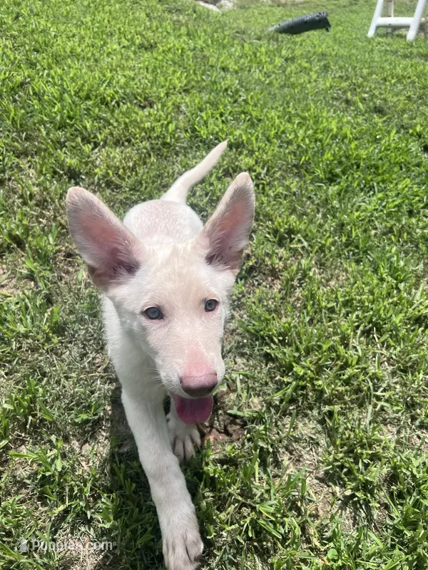 Patty – German Shepherd Dog puppy for sale in Ringgold, GA