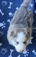 Blue and tan, a female German Shepherd Dog for sale in Ringgold, GA – 2 of 2