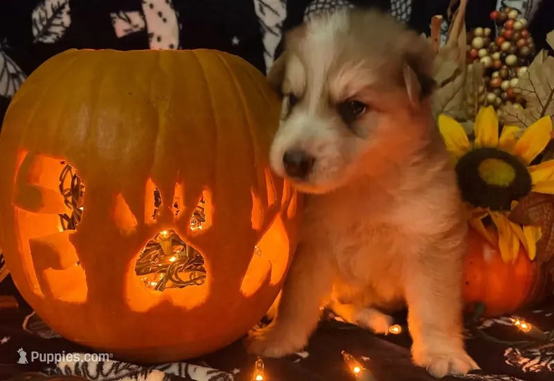 Aang – German Shepherd Dog puppy for sale in Ringgold, GA
