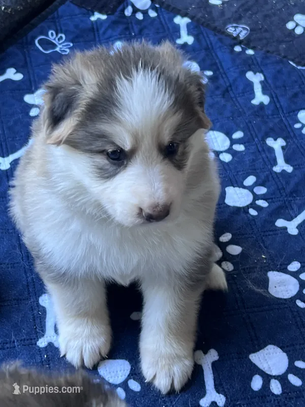 Toph – German Shepherd Dog puppy for sale in Ringgold, GA