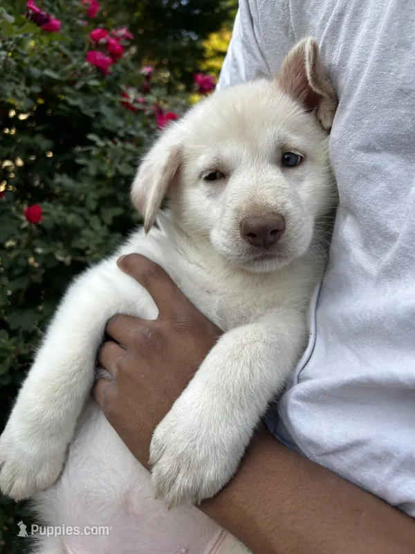 Patty – German Shepherd Dog puppy for sale in Ringgold, GA