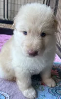 Isabella boy, a male German Shepherd Dog for sale in Ringgold, GA – 1 of 2