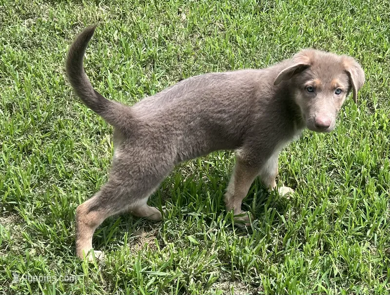 Tiramisu  – German Shepherd Dog puppy for sale in Ringgold, GA