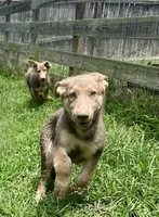 Mango, a female German Shepherd Dog for sale in Ringgold, GA – 2 of 5