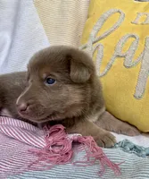 Tiramisu , a male German Shepherd Dog for sale in Ringgold, GA – Photo 2 of 2