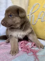 Tiramisu , a male German Shepherd Dog for sale in Ringgold, GA – Photo 1 of 2