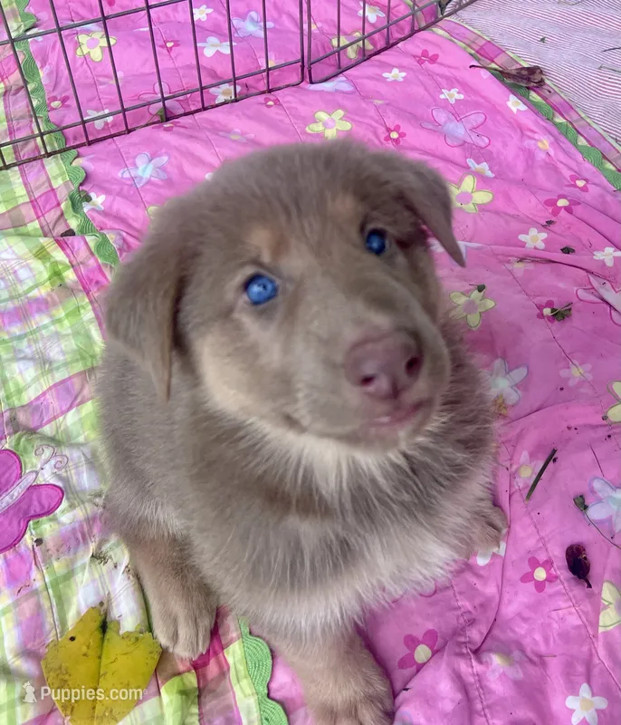Strawberry – German Shepherd Dog puppy for sale in Ringgold, GA