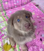 Strawberry, a female German Shepherd Dog for sale in Ringgold, GA – 1 of 2