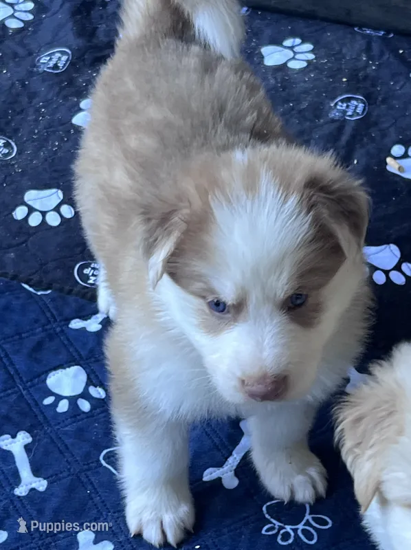 Oppa panda GSD – German Shepherd Dog puppy for sale in Ringgold, GA