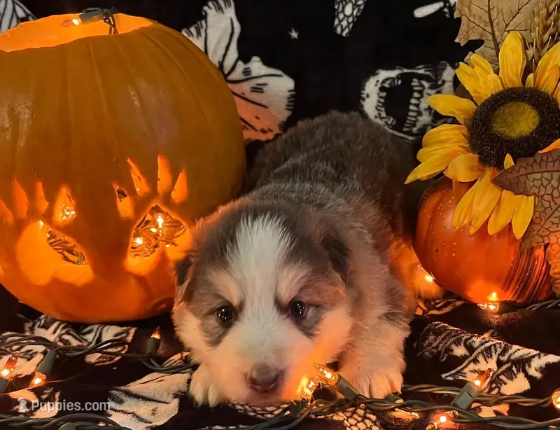Toph – German Shepherd Dog puppy for sale in Ringgold, GA