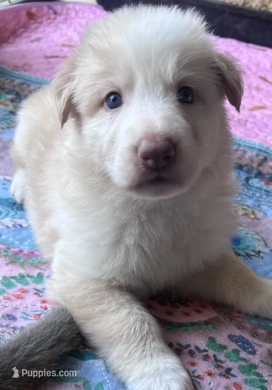 Katara – German Shepherd Dog puppy for sale in Ringgold, GA