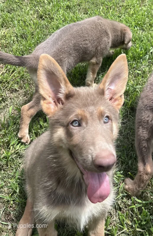 Mango – German Shepherd Dog puppy for sale in Ringgold, GA