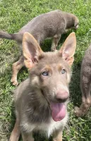 Mango, a female German Shepherd Dog for sale in Ringgold, GA – 3 of 5