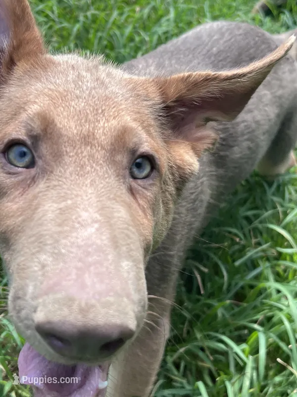 Tiramisu  – German Shepherd Dog puppy for sale in Ringgold, GA