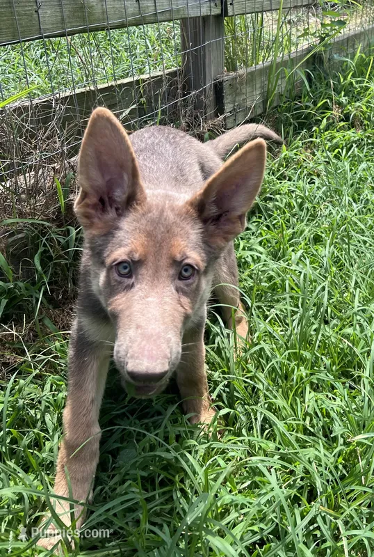 Mango – German Shepherd Dog puppy for sale in Ringgold, GA