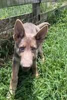 Mango, a female German Shepherd Dog for sale in Ringgold, GA – 1 of 5