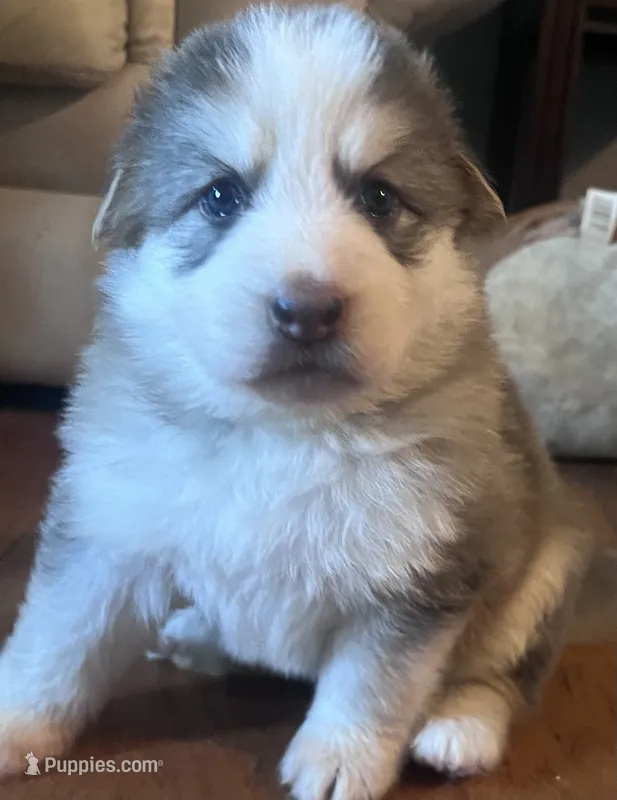 Blue and tan – German Shepherd Dog puppy for sale in Ringgold, GA