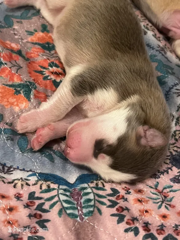 Toph – German Shepherd Dog puppy for sale in Ringgold, GA